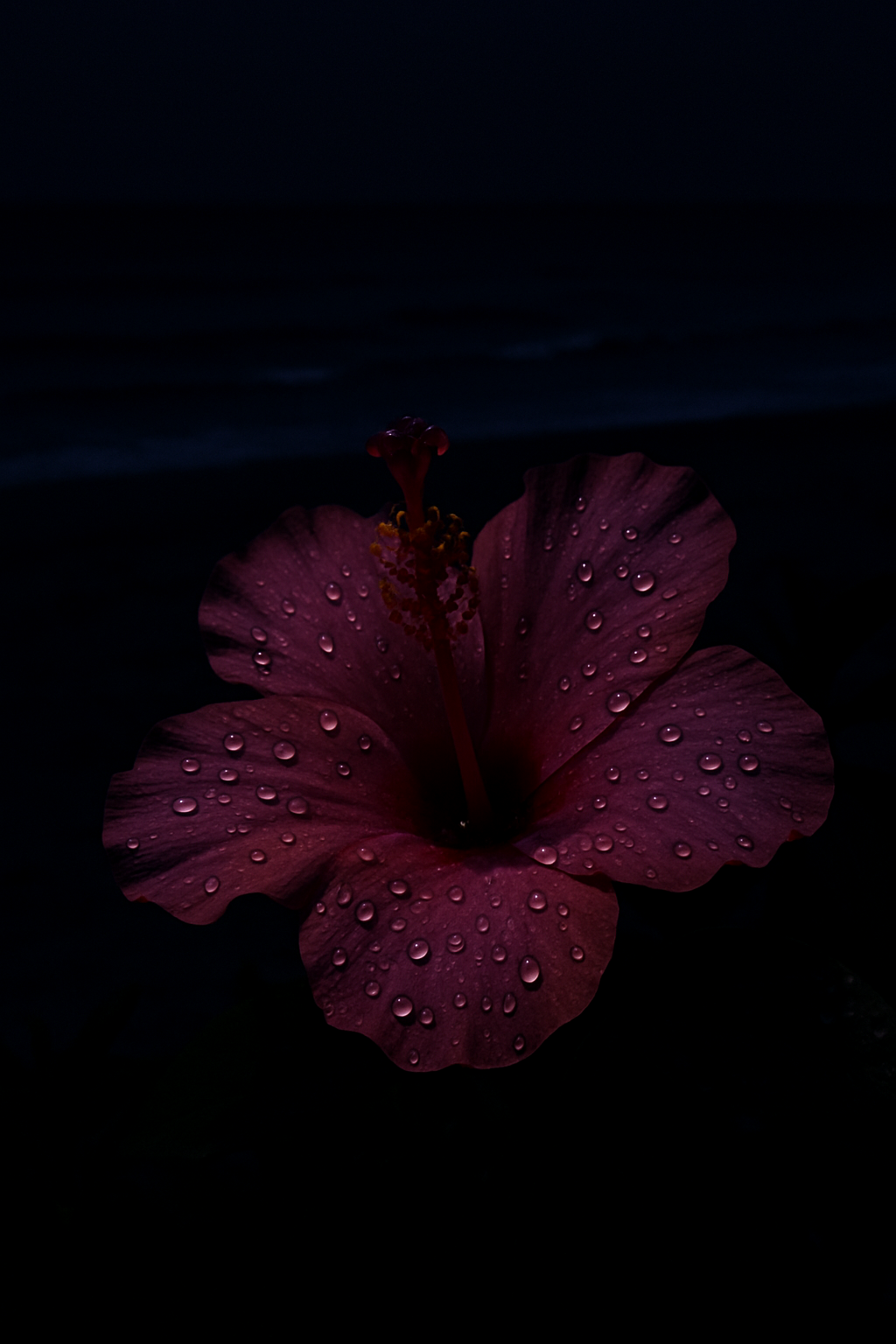 Tropical Bliss: Hibiscus by the Ocean
