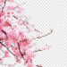 Bloom of Beauty: Pink Cherry Blossoms Galore Bloom of Beauty: Pink Cherry Blossoms Galore