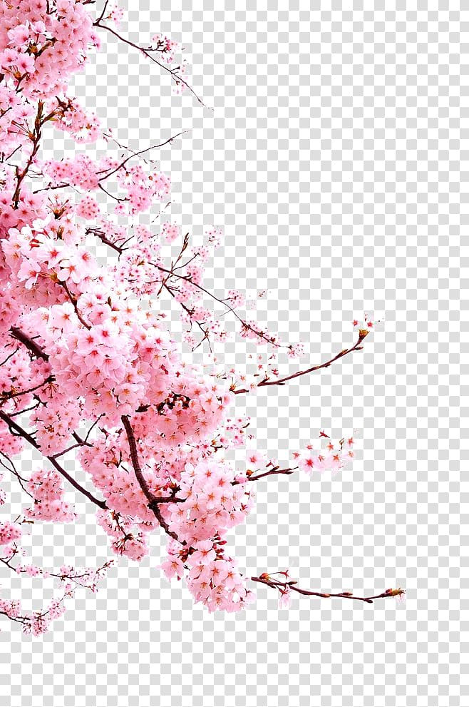 Bloom of Beauty: Pink Cherry Blossoms Galore