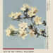 Elegant Japanese Azalea Botanical Art