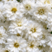 Elegant White Blooms: Dreamy iPhone Wallpaper