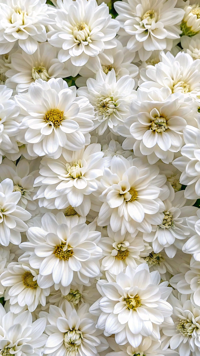 Elegant White Blooms: Dreamy iPhone Wallpaper