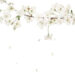 White Blooms Backdrop White Blooms Backdrop