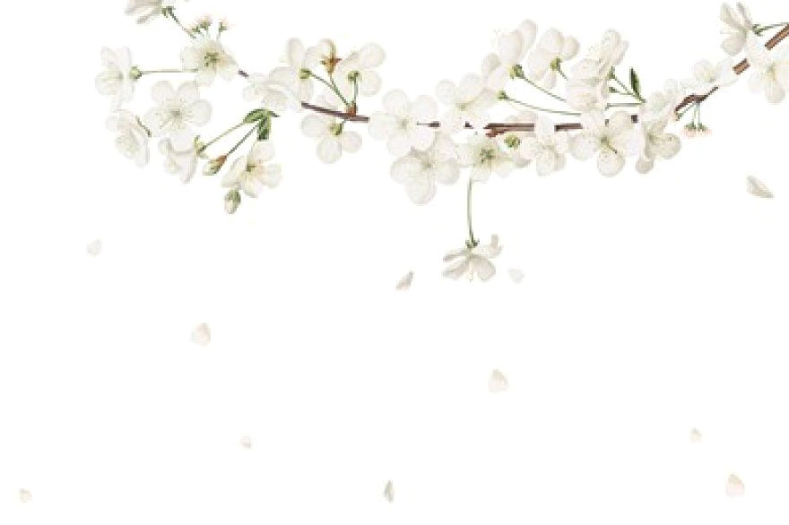 White Blooms Backdrop