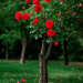 Rustic Rose Tree Gardening Idea Rustic Rose Tree Gardening Idea