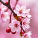 Cherry Blossom Magic on Your Walls