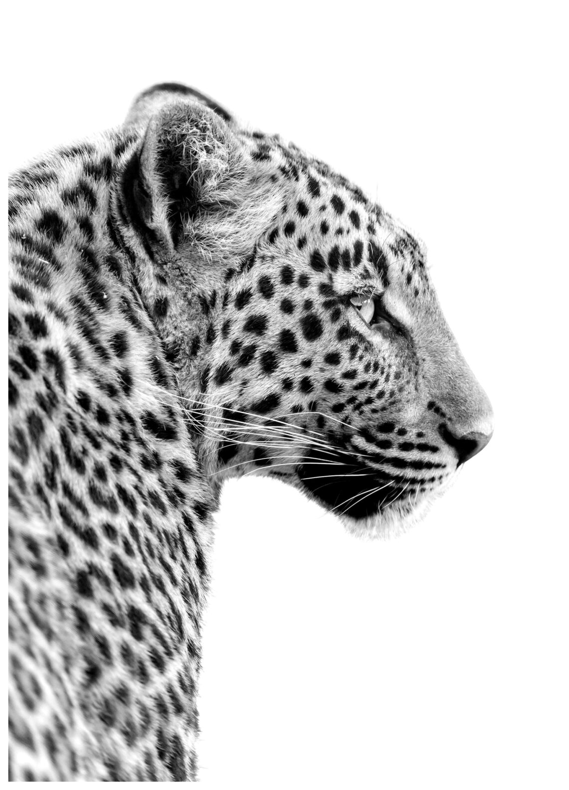 Wild Leopard Print Wall Art for Any Room