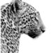 Wild Leopard Print Wall Art for Any Room Wild Leopard Print Wall Art for Any Room
