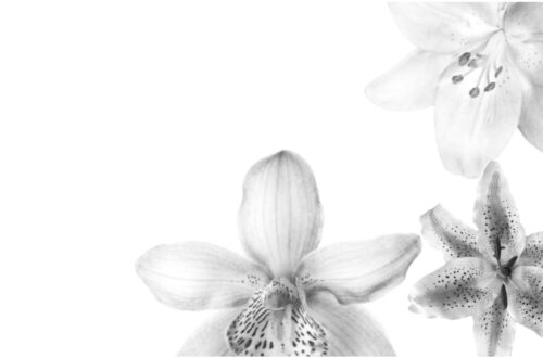 Bloom on Your Walls: Floral Wallpaper Inspiration Bloom on Your Walls: Floral Wallpaper Inspiration