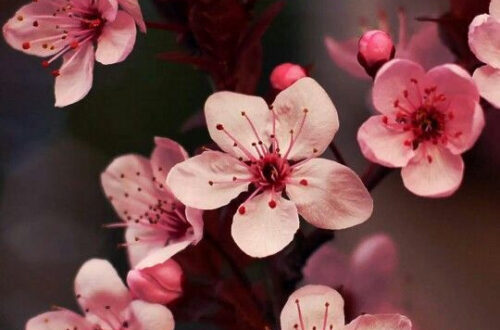 Uncover Floral Secrets for Your Phone Uncover Floral Secrets for Your Phone