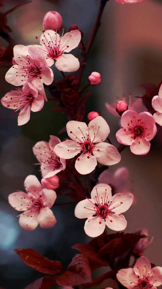 Uncover Hidden Flower Wallpapers for Your Cellphone