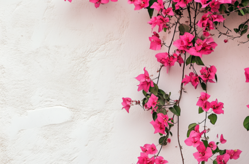 Unleash Your iPhone’s Unique Style Unleash Your iPhone’s Unique Style