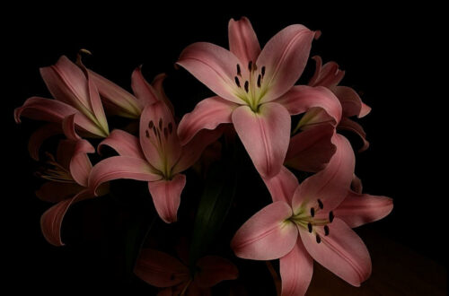 Kolorowe Włoskoci we Mroku