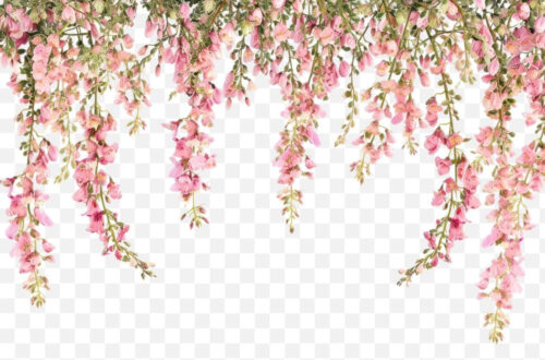 Free PNG: Lydian Broom Flowers in Nature Free PNG: Lydian Broom Flowers in Nature