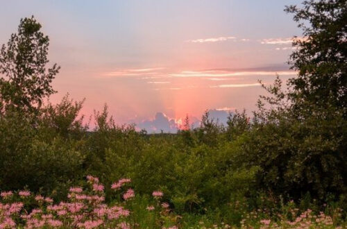 Blooming Wonders of Spring