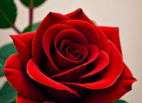 50+ Free High-Quality Pink Background Photos 50+ Free High-Quality Pink Background Photos