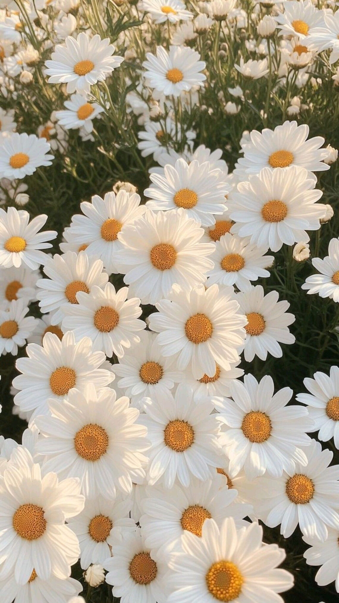 Spreading Joy with a Simple Daisy’s Glow