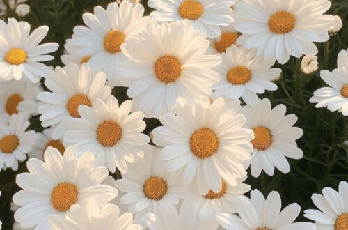 Spreading Joy with a Simple Daisy’s Glow