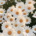 Spreading Joy with a Simple Daisy’s Glow