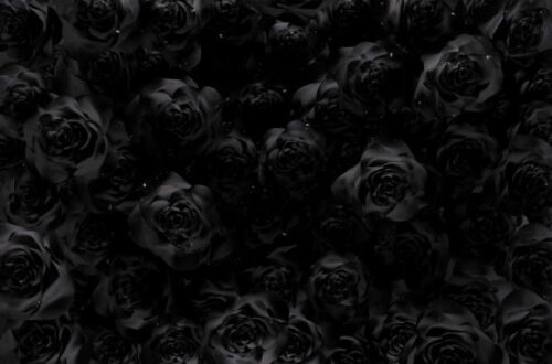Rose Inspiration: 136,000+ Beautiful Royalty-Free Wallpapers, Vectors & Clip Art