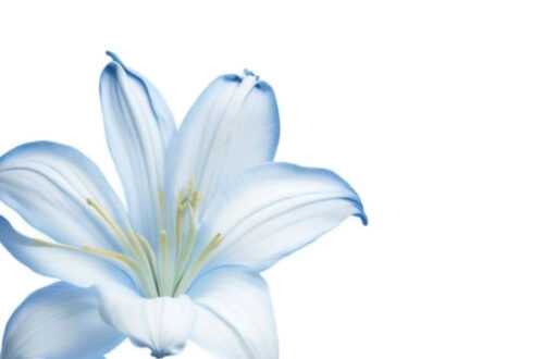 12 Simple Flowers to Brighten Up Your Space 12 Simple Flowers to Brighten Up Your Space