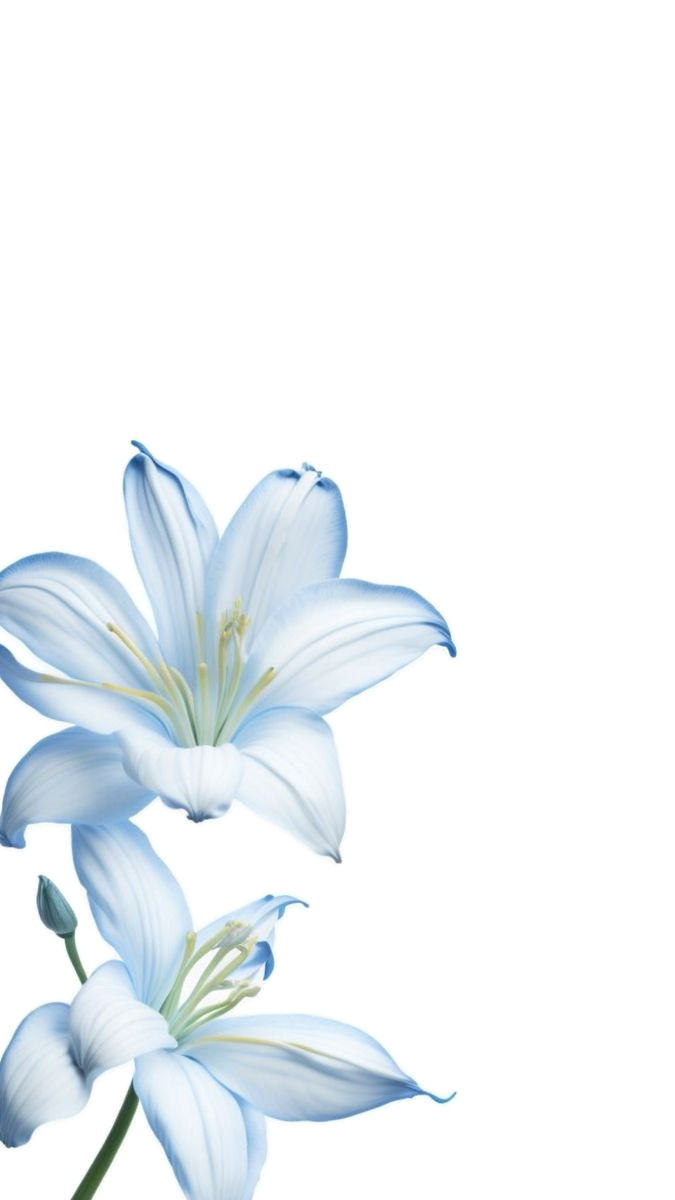 12 Simple Flowers to Brighten Up Your Space