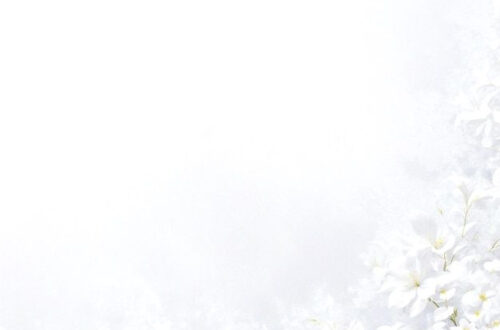 Delicate White Dandelion Blossoms Up Close