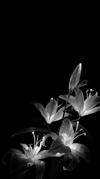 Bold Backgrounds: Download Free HD Wallpapers