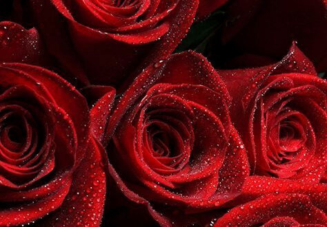 20+ Stunning Free Fall Phone Wallpapers for Your iPhone 20+ Stunning Free Fall Phone Wallpapers for Your iPhone