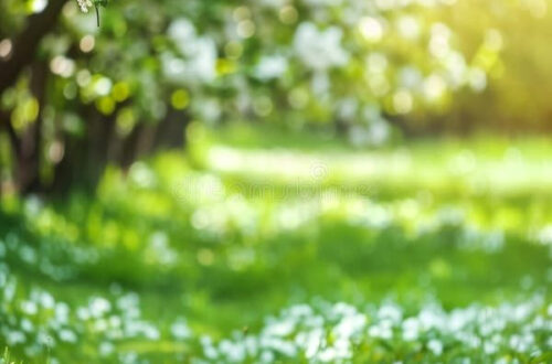 Spring Blooms: Green Grass, White Flowers & Endless Possibilities Spring Blooms: Green Grass, White Flowers & Endless Possibilities