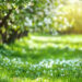 Spring Blooms: Green Grass, White Flowers & Endless Possibilities