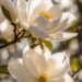 Elegant White Magnolia Blooms