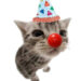 Adorable Clown Cat: A Joyful Surprise