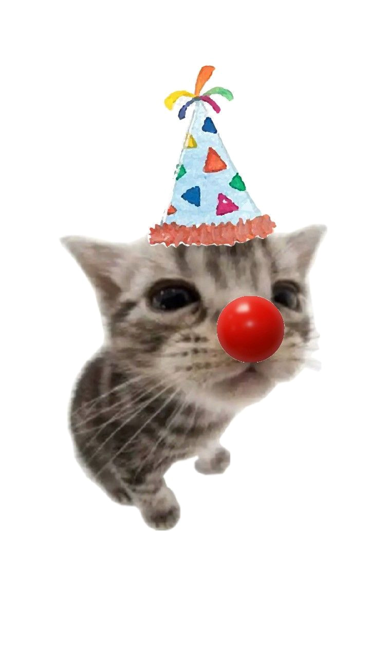 Adorable Clown Cat: A Joyful Surprise
