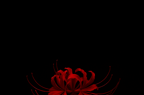 Discover the Beauty of the Red Spider Lily Discover the Beauty of the Red Spider Lily