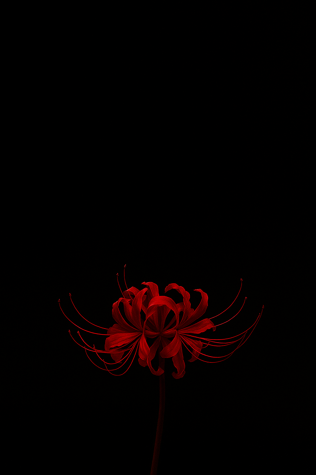 Discover the Beauty of the Red Spider Lily