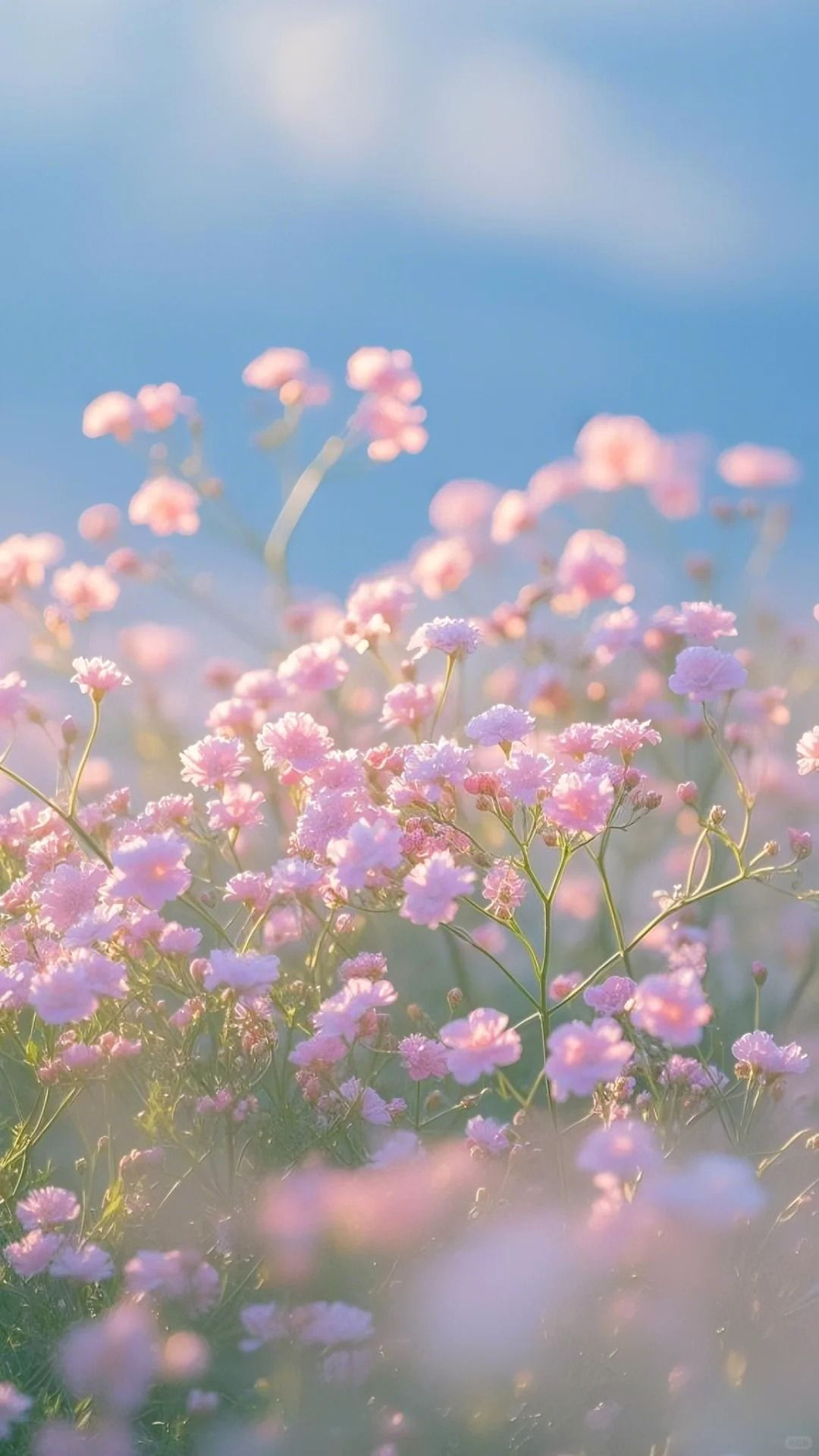 Roses Reign in Soft Pink Hues