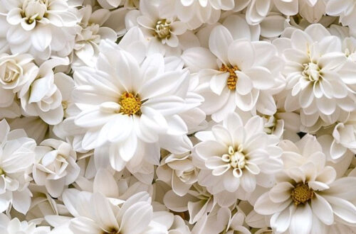 Petite White Bloom Delight