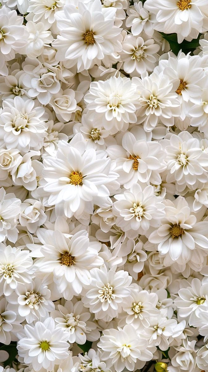 Petite White Bloom Delight