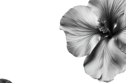 Blossoming Beauty Blossoming Beauty