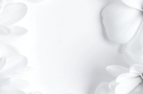 Romantic White Florals Background