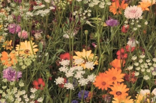 Enchanting Garden Aesthetic Wonderland