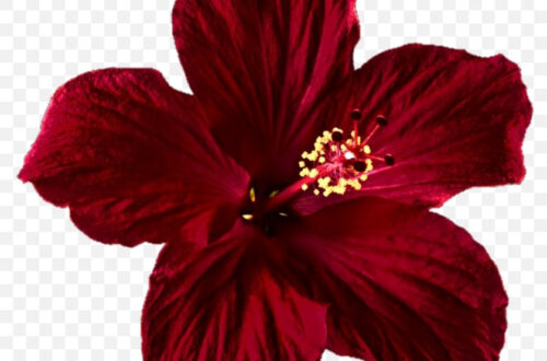 Beautiful Hibiscus Clipart: Free Transparent PNGs