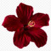 Beautiful Hibiscus Clipart: Free Transparent PNGs