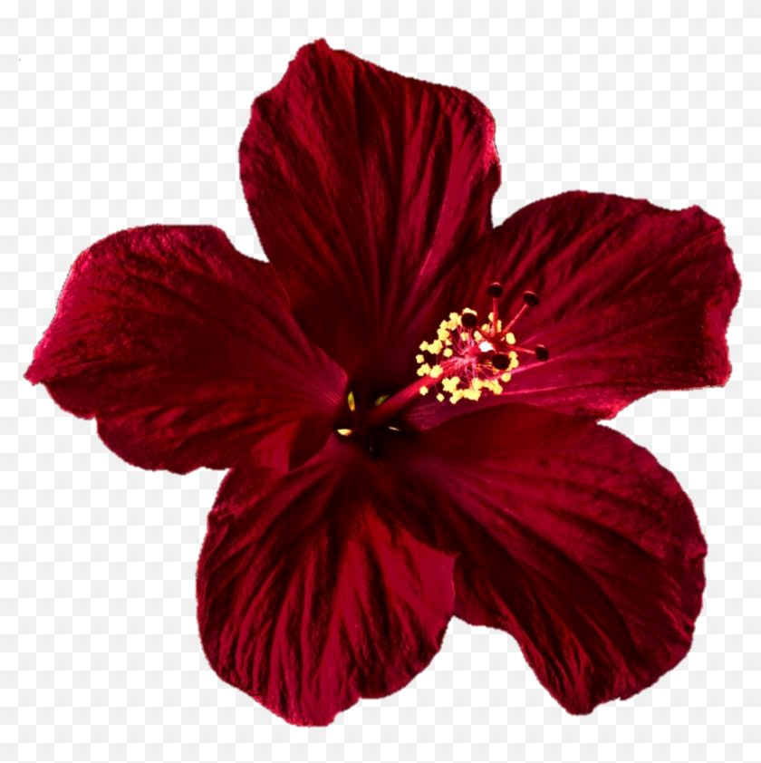 Beautiful Hibiscus Clipart: Free Transparent PNGs