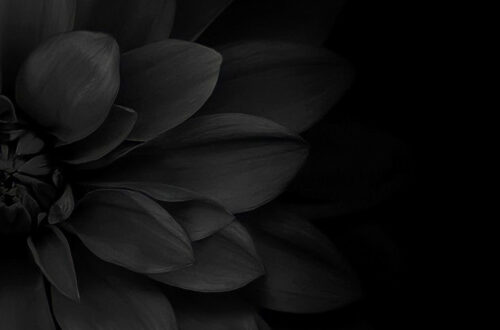 Nature Goes Dark: A Moody Makeover