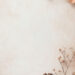Breathtaking Minimalist Backgrounds with Dried Petals