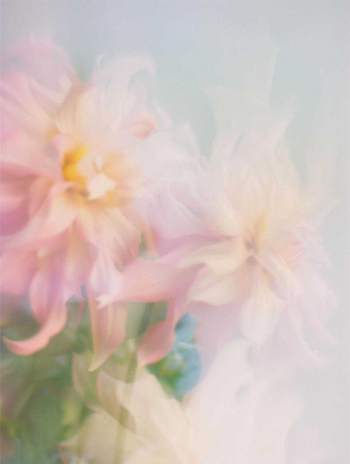 20 Soothing Soft Florals Backgrounds