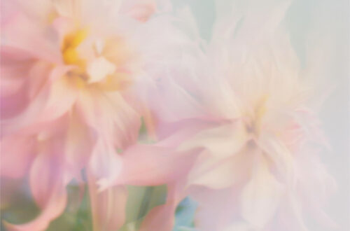 20 Soothing Soft Florals Backgrounds 20 Soothing Soft Florals Backgrounds