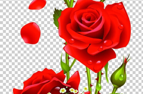 Free Rose PNG Images for Your Designs